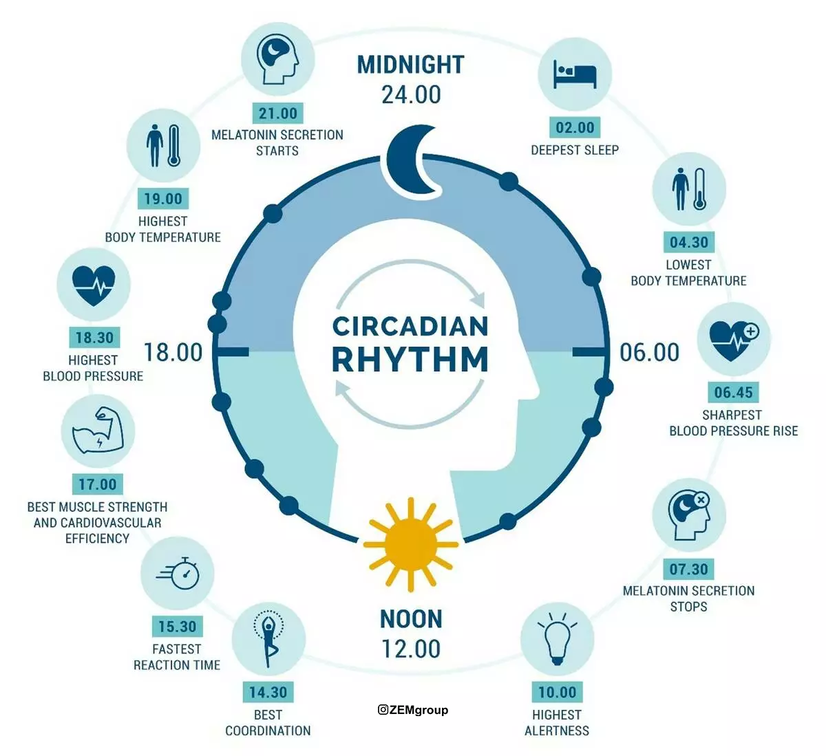 circadian cycle.jpg copy